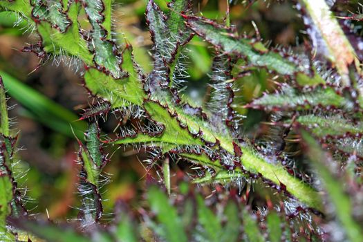 prickly herb on spring field