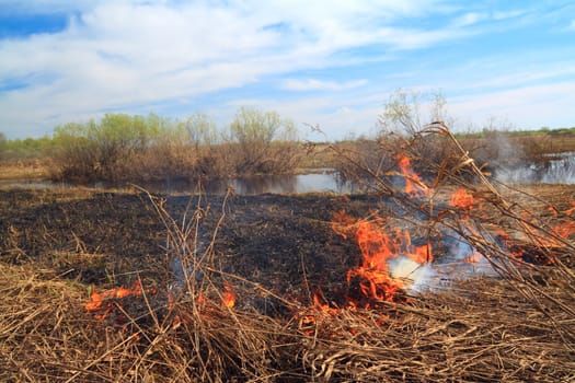 red fire on spring field in dry herb