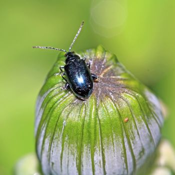 blue bug on green herb