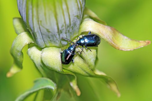 blue bug on green herb