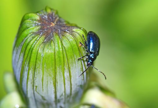 blue bug on green herb