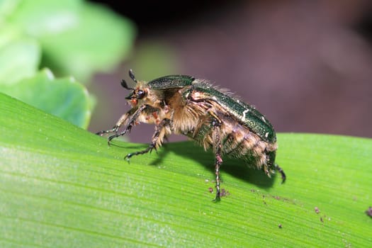 cockchafer