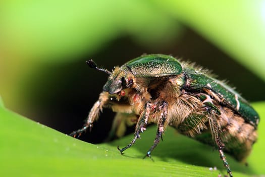 cockchafer