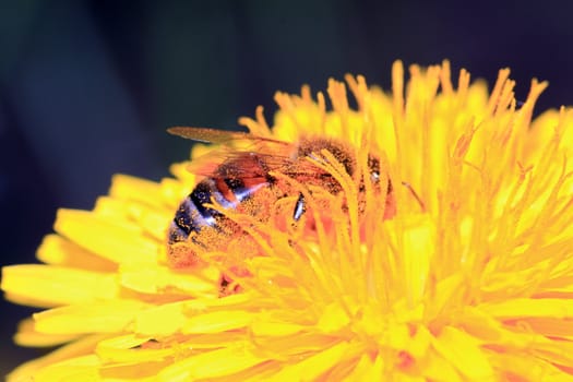 insect on yellow flower on spring field