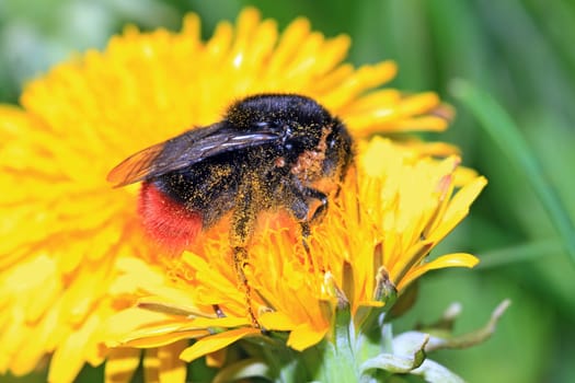 insect on yellow flower on spring field