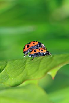 two ladybug on green sheet