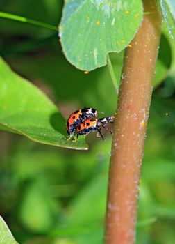 two ladybug on green sheet