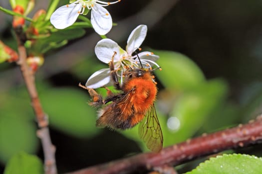 shaggy bumblebee on cherry flower