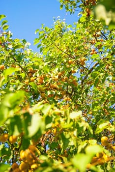 Branch of tree with apricot fruit 