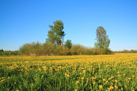 yellow dandelions on spring field