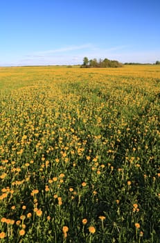 yellow dandelions on spring field