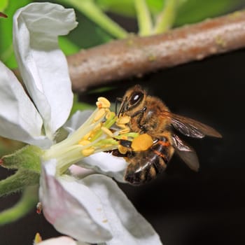 yellow wasp on aple tree flower