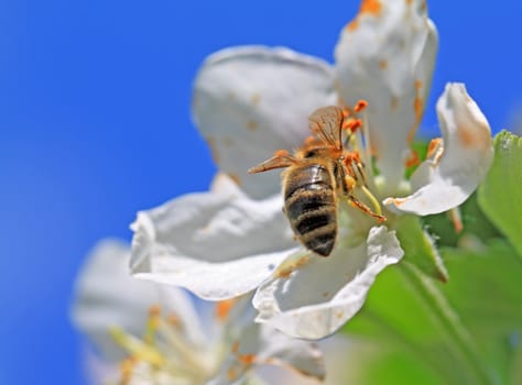 wasp on white flower of the aple trees