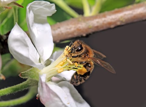 yellow wasp on aple tree flower