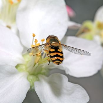 yellow wasp on aple tree flower