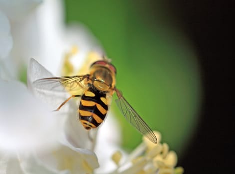 yellow wasp on aple tree flower