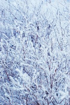 Winter forest- snow and beautiful icy bush