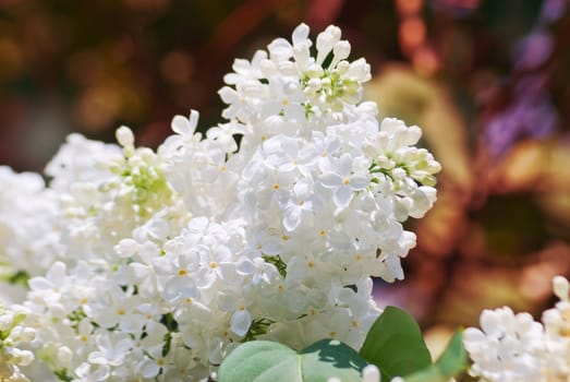 a branch of white blossoms of lilacs