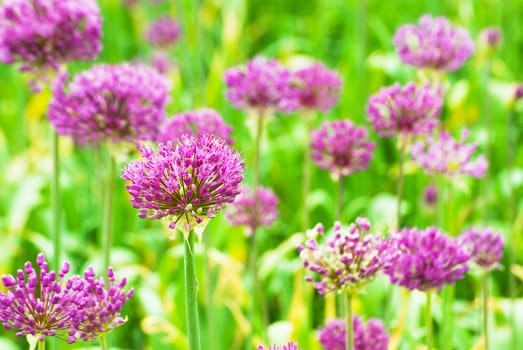 Close up of allium in full bloom