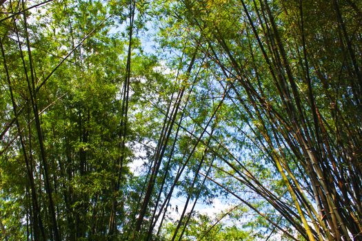 Bamboo trees with nic e grooming green leaves