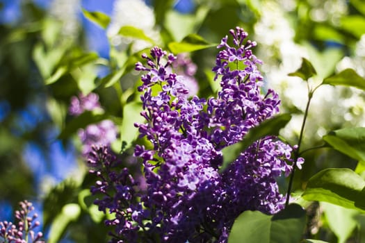 Lilac in the gardens in the solar morning