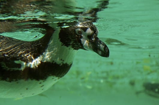 Penguin swimming underwater with sunlight ripples in the water