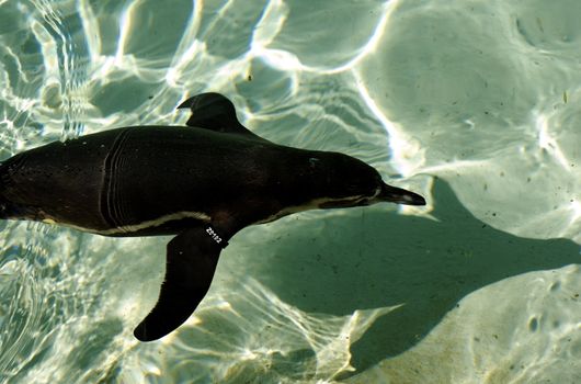 Looking down at a penguin swimming with sunlight ripples in the water