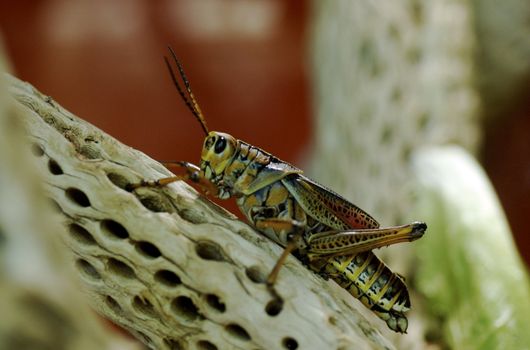 Close up (macro) of brightly colored grasshopper on a twig