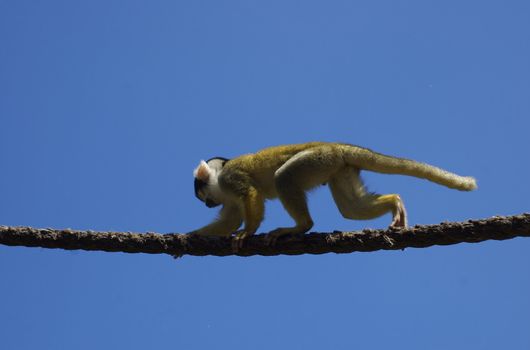 Monkey walking on a rope against a deep blue sky with copy space