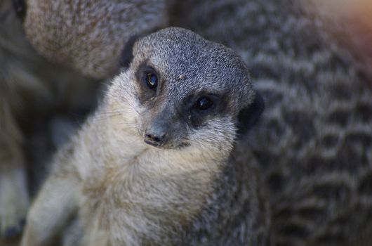 head and shoulders shot of a meerkat looking up and into the camera
