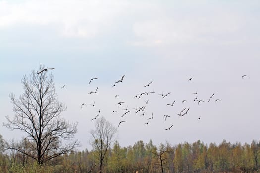 flock snipe on spring marsh