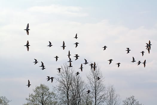 flock snipe on spring marsh