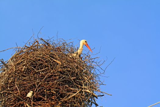 stork in jack on celestial background