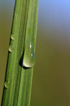 rain drop on green herb