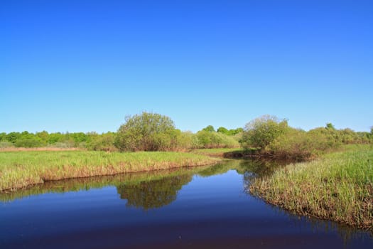 green bushes on river coast