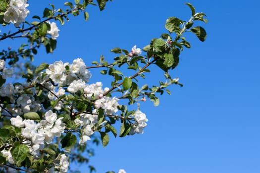 Flowers Blooming Apple Tree on Blue Sky