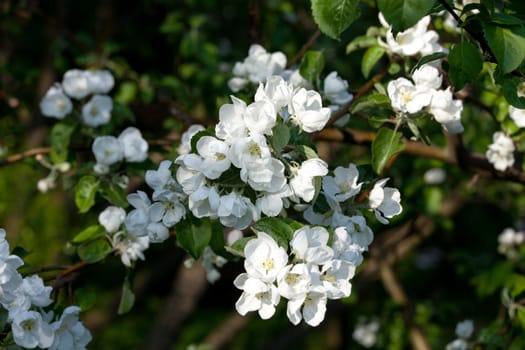 Flowers Blooming Apple Tree, closeup