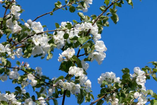 Flowers Blooming Apple Tree on Blue Sky