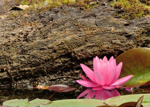 Pink Water Lilly floating in a pond.