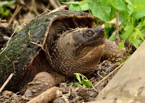 Snapping Turtle laying eggs in an ant hill and covered with ants.