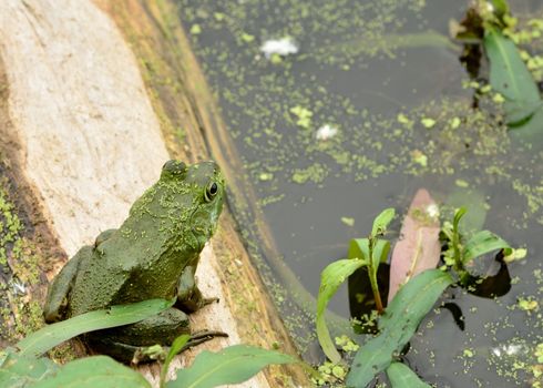 Bullfrog sitting sitting on a log in a swamp.