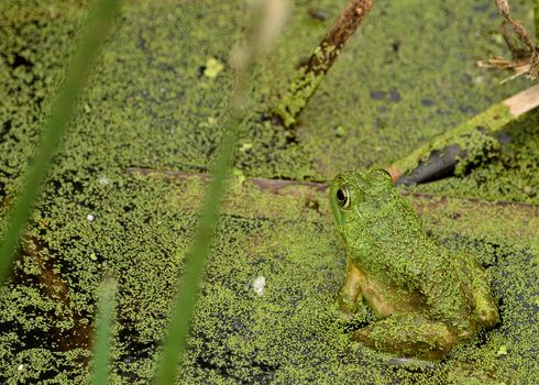 Bullfrog sitting sitting on a log in a swamp.