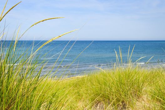 Grass on sand dunes at beach. Pinery provincial park, Ontario Canada