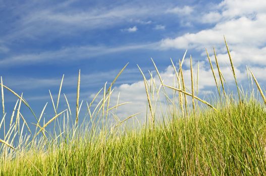 Tall green grass growing on sand dunes against cloudy sky