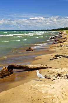 Driftwood on sandy beach with waves and seagull. Pinery provincial park, Ontario Canada