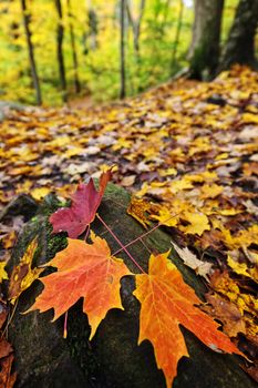 Closeup of colorful fall maple leaves on forest floor