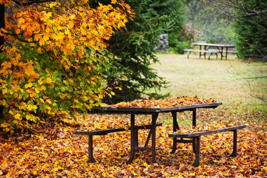 Picnic table covered with colorful fall leaves, Algonquin Park, Canada.