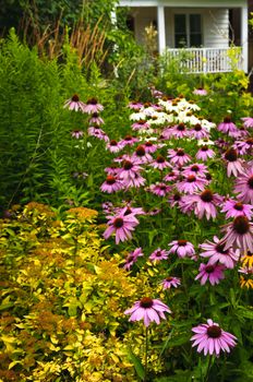 Residential landscaped garden with purple echinacea coneflowers and plants