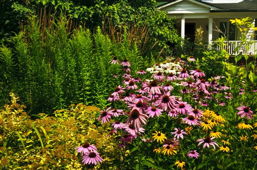 Residential landscaped garden with purple echinacea coneflowers and plants