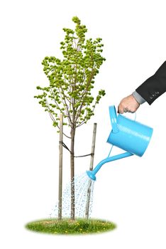Hand of a businessman watering young tree
